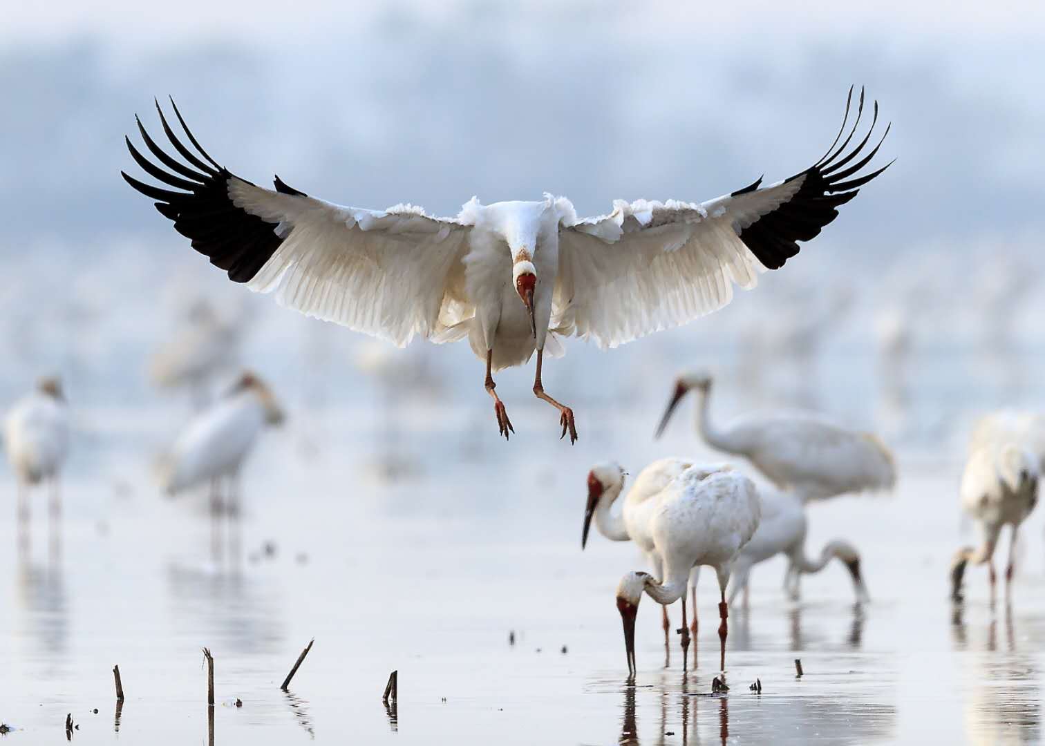 鄱阳湖候鸟图片素材-编号23488569-图行天下